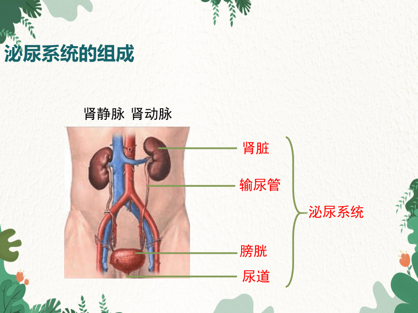 鲁科版（五四制）生物七年级上册 第四单元第五章第一课时第一节尿的形成和排出课件（共18张PPT）