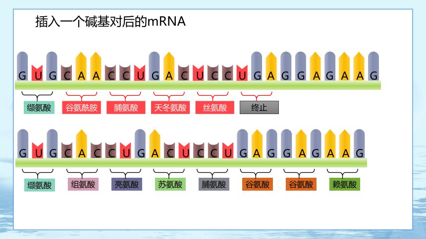 5.1 基因突变和基因重组 课件（60张ppt）高中生物学人教版（2019）必修2