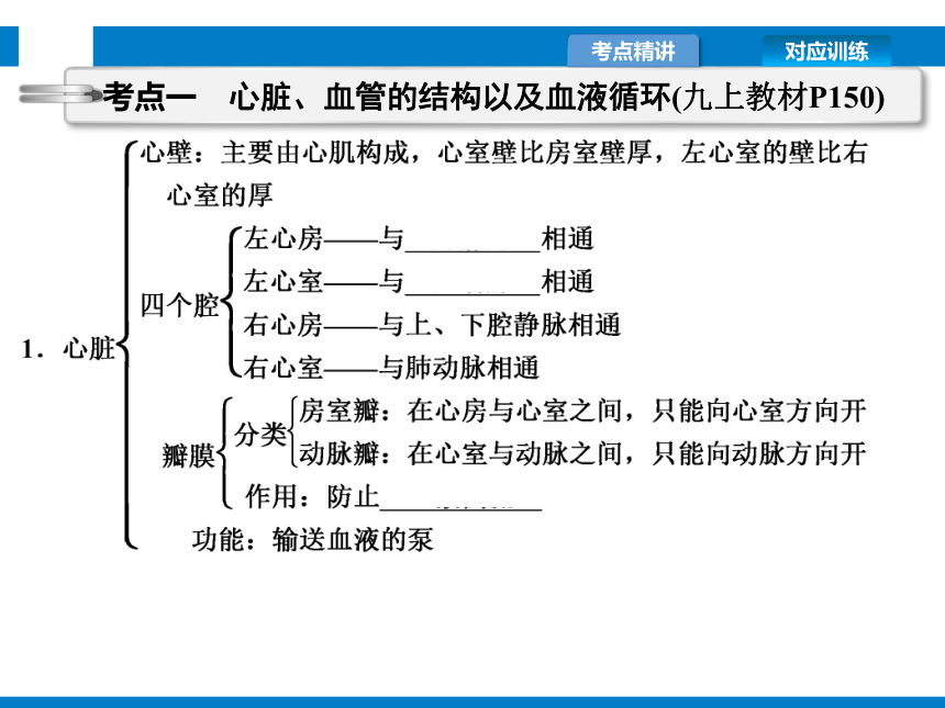 2021年浙江省中考科学复习课件第9讲　人体的物质和能量转换(2)（课件 52张PPT)