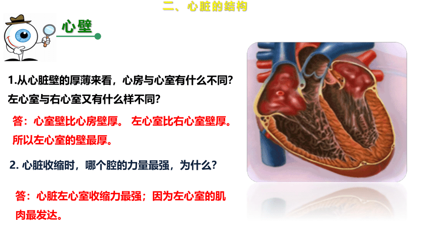 2.2.2.2 运输物质的器官——心脏（课件）七年级生物下册（冀教版）（共19张PPT）