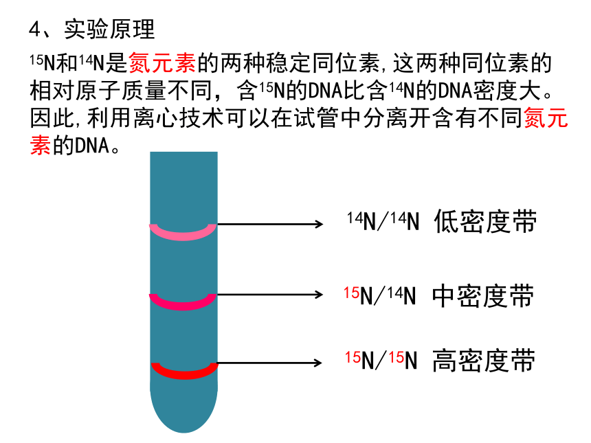 3.3 DNA的复制 课件【新教材】人教版（2019）高一生物必修二(共17张PPT)