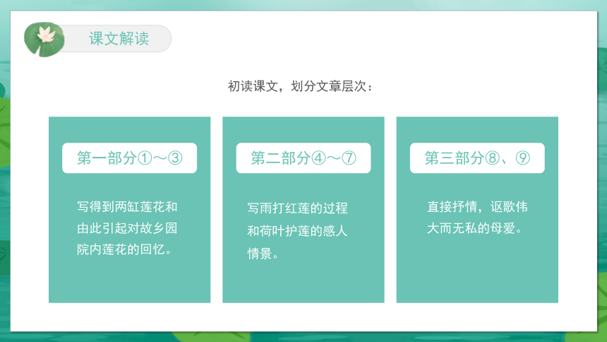 7 散文诗两首：《荷叶母亲》课件(共14张PPT)