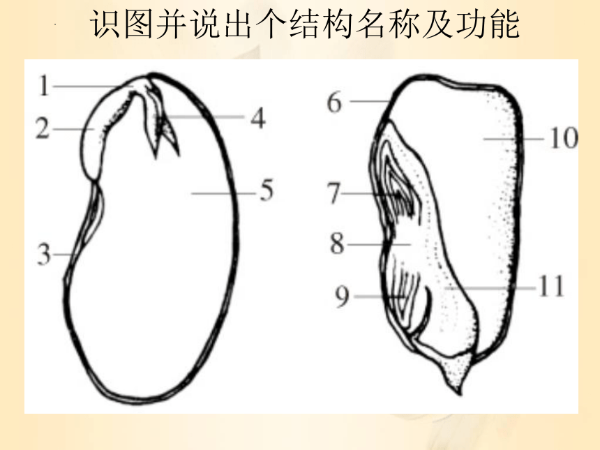 第三单元第二章被子植物的一生复习课件（共39张PPT）2022--2023学年人教版七年级上册生物