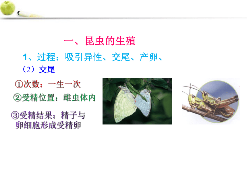 2021-2022学年济南版生物八年级上册第四单元第二章第一节昆虫的生殖和发育  课件(共23张PPT)