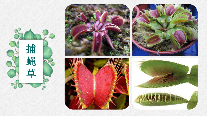 冀美版二年级美术下册 17吃虫子的植物 课件 (共17张PPT)