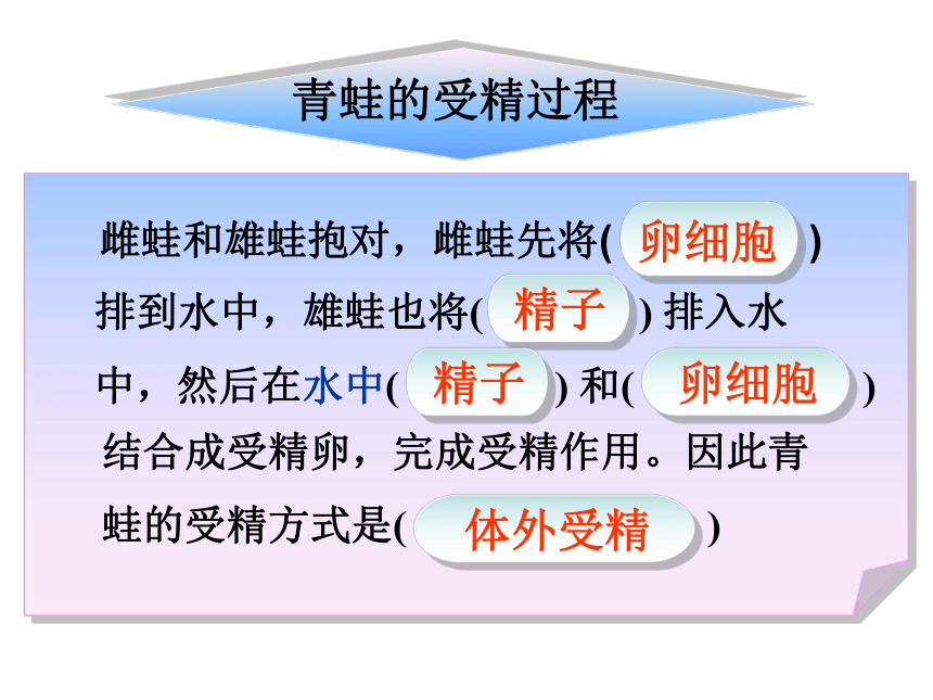 4.2.2 两栖动物的生殖和发育 课件（共20张PPT）