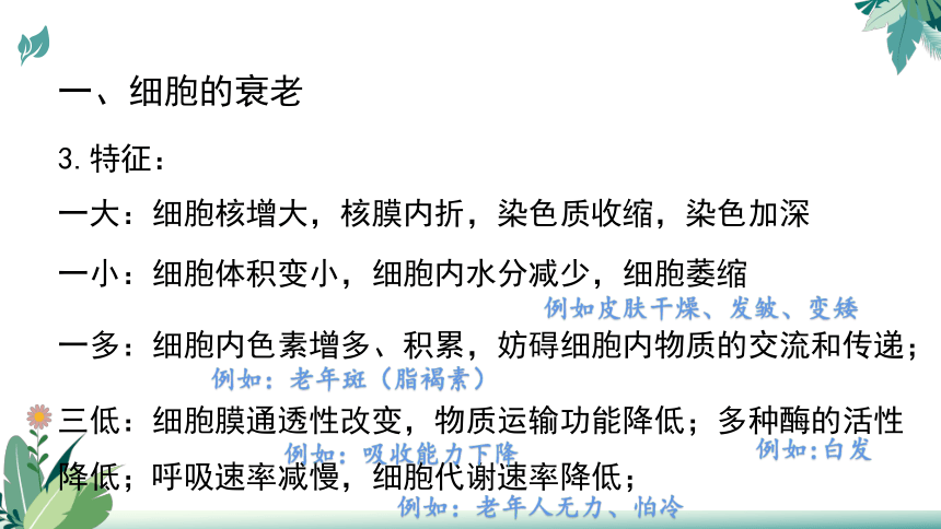 高中生物人教版（2019）必修1-6.3细胞的衰老和死亡（教学课件）（39张ppt）