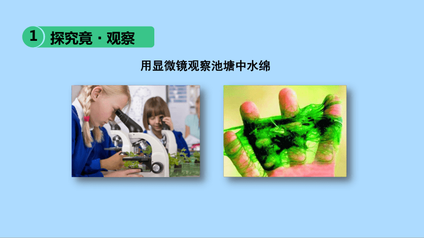 冀教版生物七年级上册1.3.3 藻类植物课件(共15张PPT)