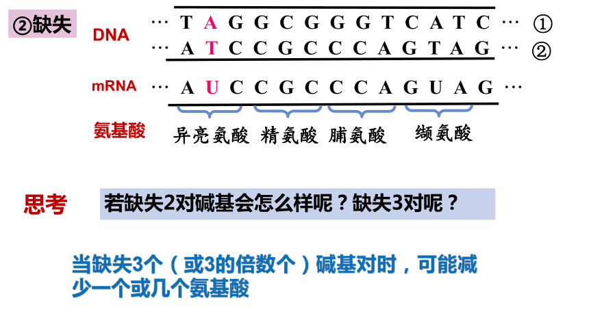 5.1基因突变和基因重组课件共49张PPT)2022-2023学年高一下学期生物人教版（2019）必修2