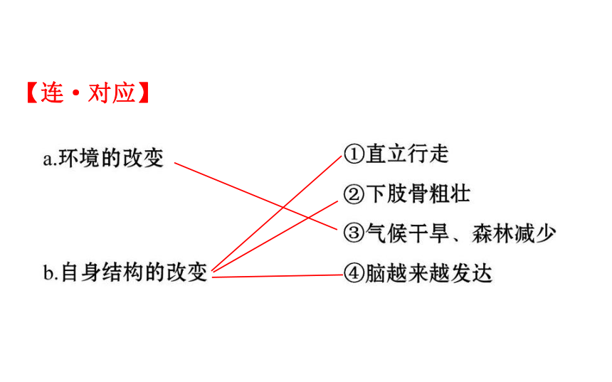 2021-2022学年人教版生物中考复习之人的由来