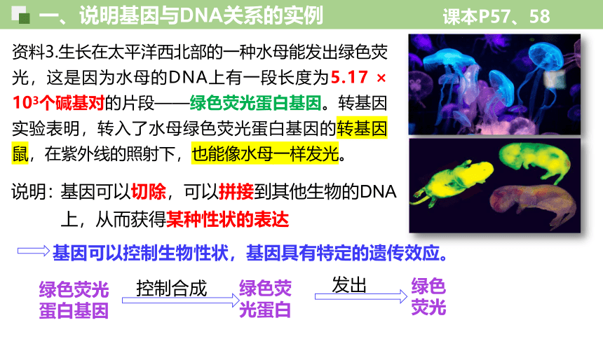 3.4基因通常是有遗传效应的DNA片段-人教版2019必修2(共33张PPT)