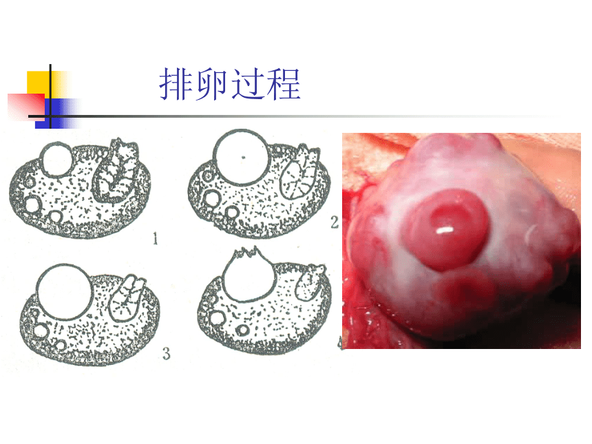 8 生殖系统-1  课件(共63张PPT) 《畜禽解剖生理学》同步教学（高教版）