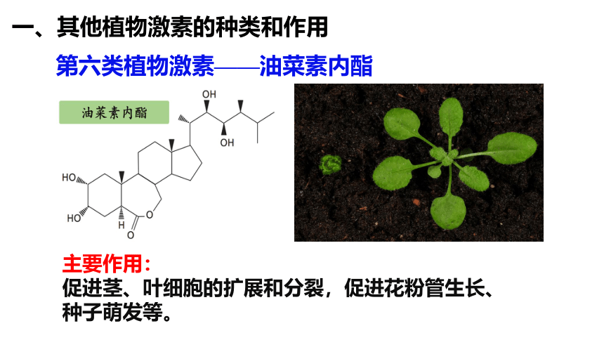 高中生物人教版（2019）选择性必修1 5.2其他植物激素（共23张ppt）