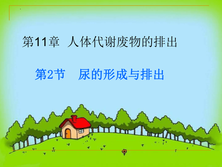 2021--2022学年北师大版生物七年级下册 11.2尿的形成与排出  课件（共35张PPT）