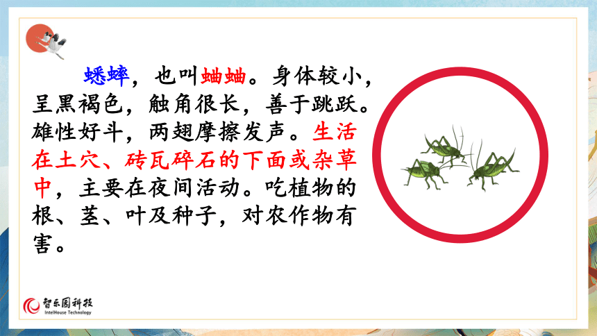 【课件PPT】小学语文四年级上册—课文11 蟋蟀的住宅（第1课时）