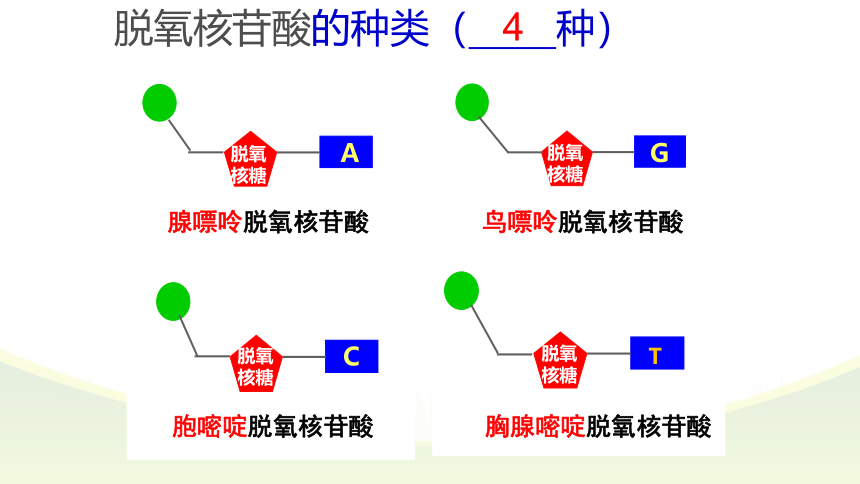 2021-2022学年高一上学期生物人教版必修一2.5核酸是遗传信息的携带者课件（共36张PPT）