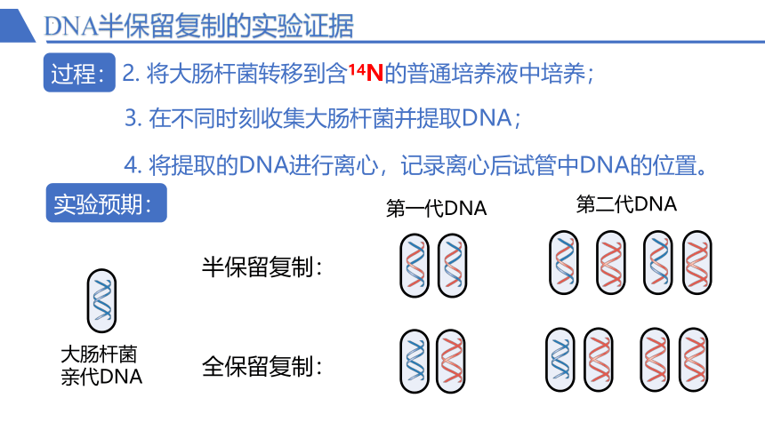 3.3 DNA的复制课件(共34张PPT)-人教版必修2