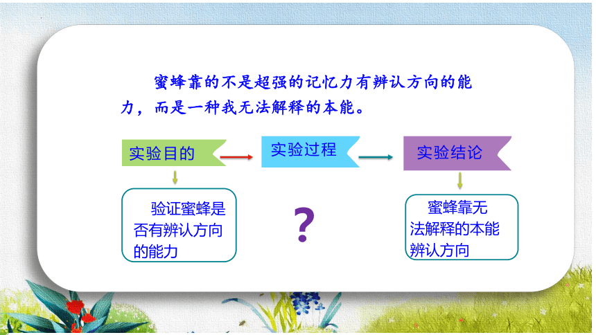 14《蜜蜂》课件