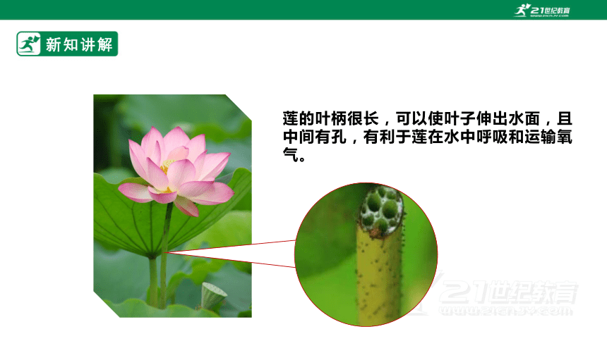 【新课标】3.10《不同环境中的植物》课件（26张PPT）