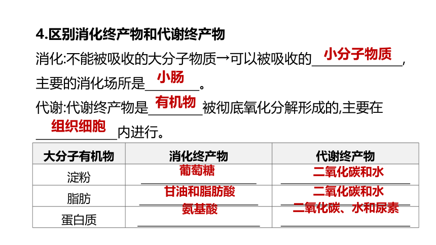 2022年浙江省中考科学一轮复习 第06课时　与人体代谢相关的系统-呼吸和消化（课件 43张PPT）