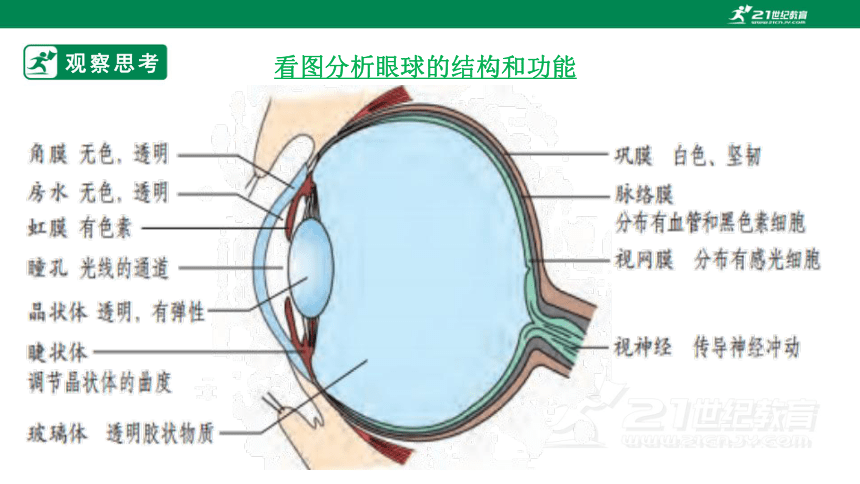 3.5.4 人体对周围世界的感知-2022-2023学年七年级生物下册同步课件（济南版）（含39张ppt）