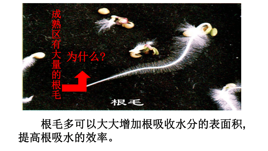 3.3绿色植物与生物圈中的水循环 课件(共29张PPT) 2021-2022学年人教版生物七年级上册