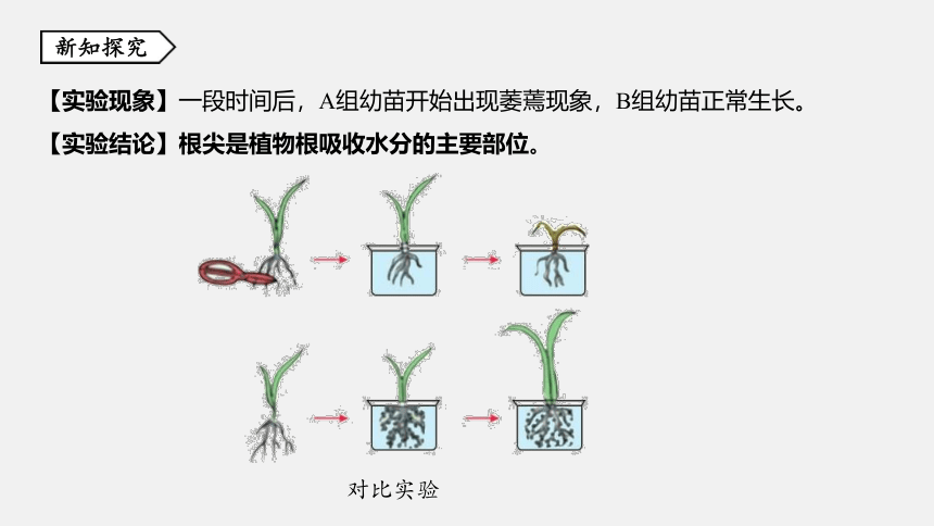 第3节 植物的根与物质吸收 同步练习（44张ppt）