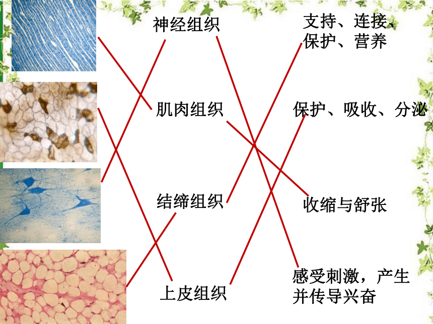 北京版七年级上册 第三章 第二节 生物体 课件（38张PPT）