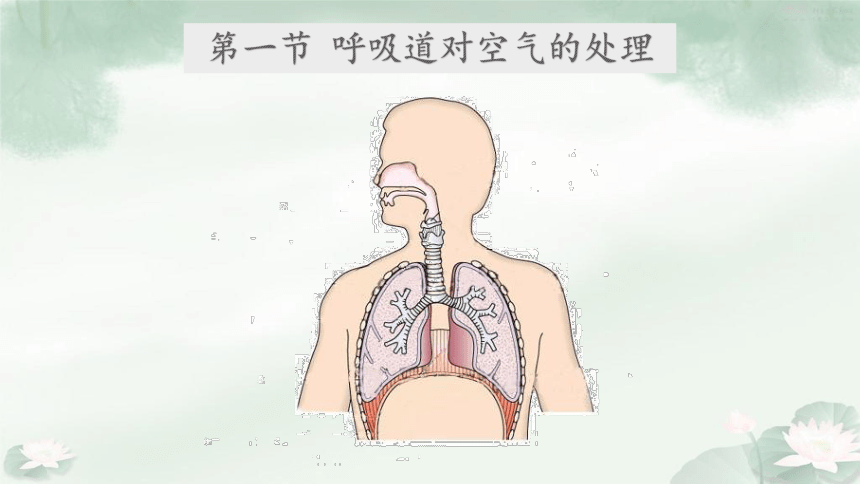 2020-2021学年人教版七年级下册生物课件4.3.1 呼吸道对空气的处理（21张PPT）