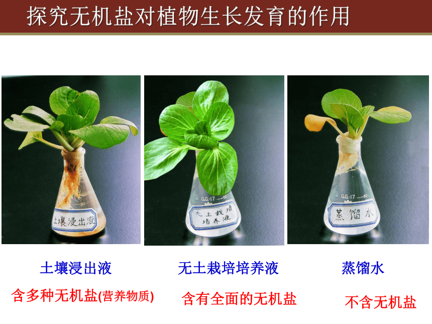 3.4.2绿色植物的生长需要水和无机盐（一）课件(共40张PPT)2022--2023学年苏科版生物七年级上册