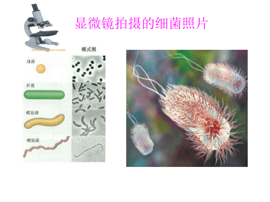 人教版物理八年级上5.5显微镜和望远镜 课件（26张）