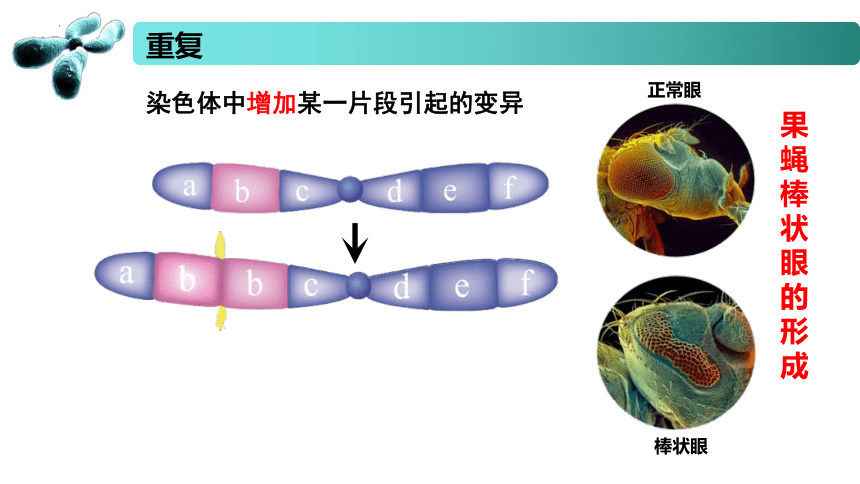 3.1 染色体变异及其应用  课件(共50张PPT) 2022-2023学年高一生物 苏教版2019必修2