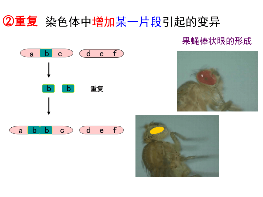 2020-2021学年高一生物人教版必修二5.2染色体变异课件（45张）