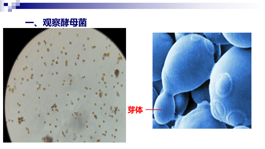 4-9-3单细胞的生物体课件(共28张PPT)2022-2023学年苏科版生物七年级下册