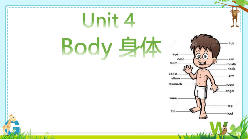 Unit4 Body 单元同步课件（希沃版+图片版PPT)(共32张PPT)