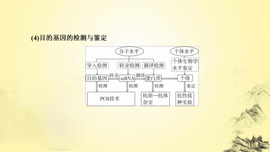 新人教生物二轮复习课件16 基因工程(课件共42张PPT)