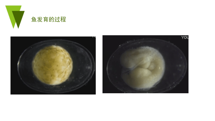 2022-2023学年七年级上册生物第二单元第二章第二节 动物体的结构层次-同步备课精制课件(共21张PPT)