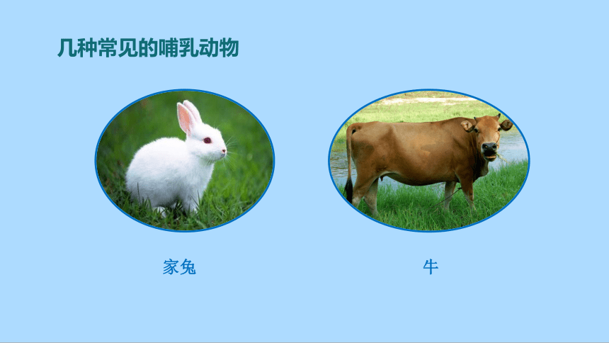 冀教版生物七年级上册1.4.9 哺乳类哺乳类课件(共32张PPT)