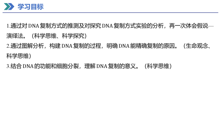 3.3 DNA的复制  课件(共31张PPT) 2023-2024学年高一生物人教版（2019）必修第二册
