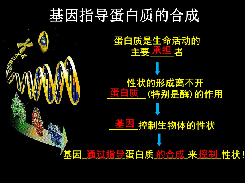 2020——2021学年高一下学期必修2第4章第1节 基因指导蛋白质的合成  课件  (人教版 )(45张)