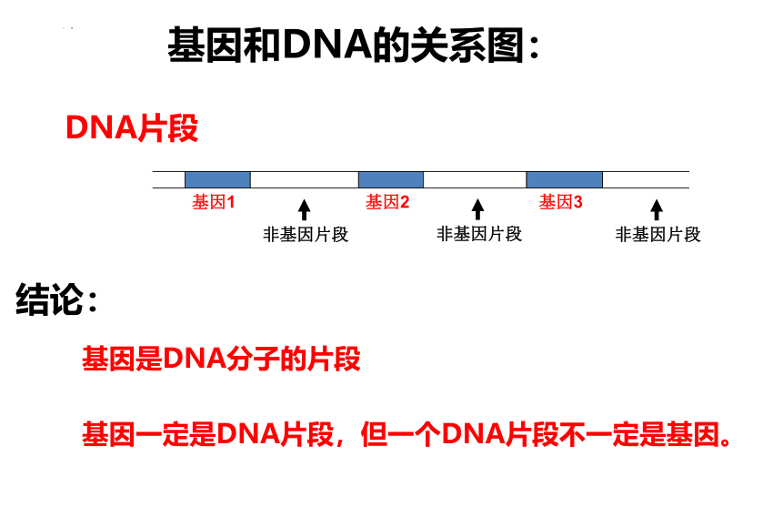 生物人教版(2019）必修2 3.4 基因是有遗传效应的DNA片段（共19张ppt）