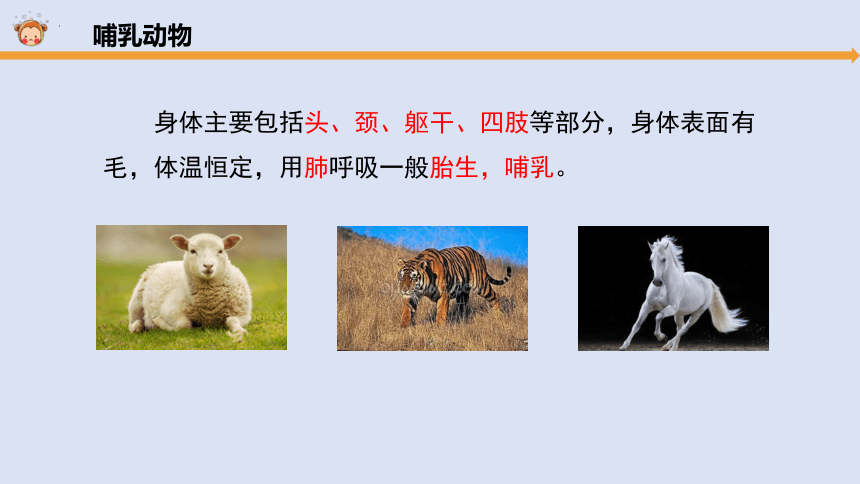 大象版（2017秋） 三年级上册2.3动物的分类 课件(共20张PPT)