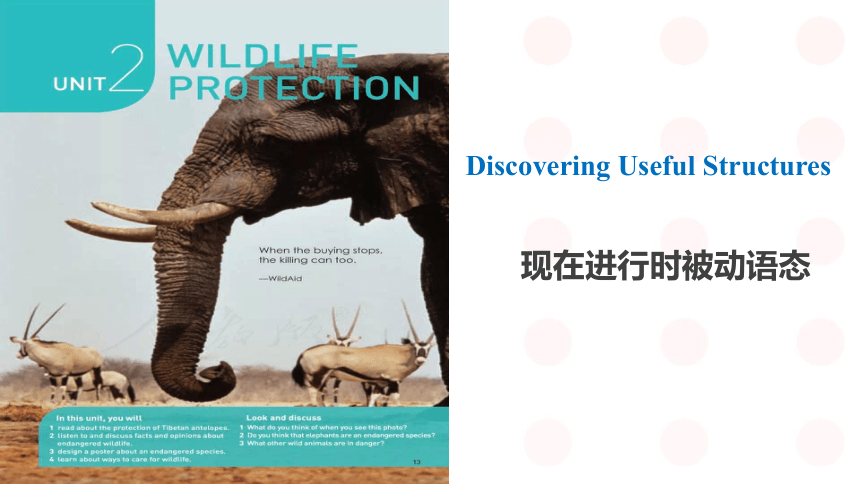 人教版（2019）必修 第二册Unit 2 Wildlife protection Discovering Useful Structures 课件(共28张PPT)