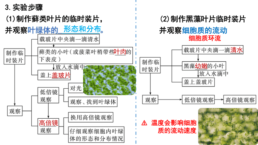 3.2细胞器之间的分工合作（第2课时）(课件共14张PPT)