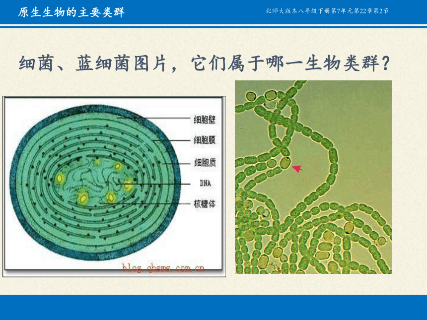 北师大版生物八年级下册 7.22.2 原生生物的主要类群 课件(共17张PPT)