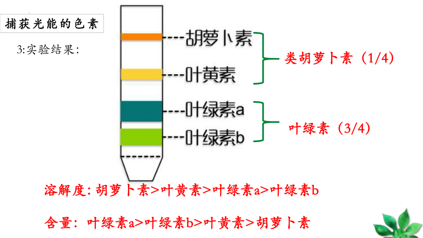 必修1 5.4光合作用与能量转化课件（共50张ppt）生物人教版（2019）