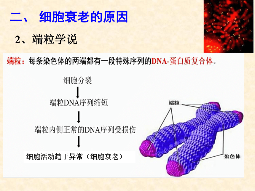 6.3细胞的衰老和死亡课件2022-2023学年高一上学期生物人教版（2019）必修1(共17张PPT)