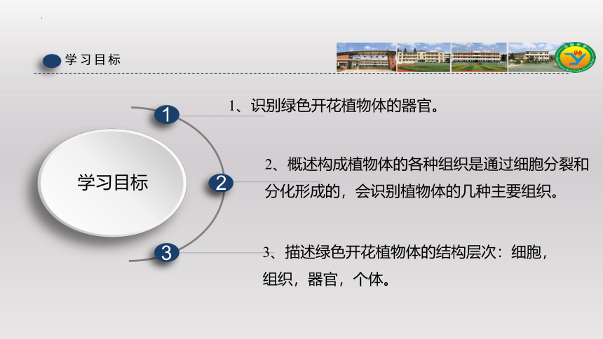 2.2.3植物体的结构层次课件-2022-2023学年人教版生物七年级上册（共35张PPT）