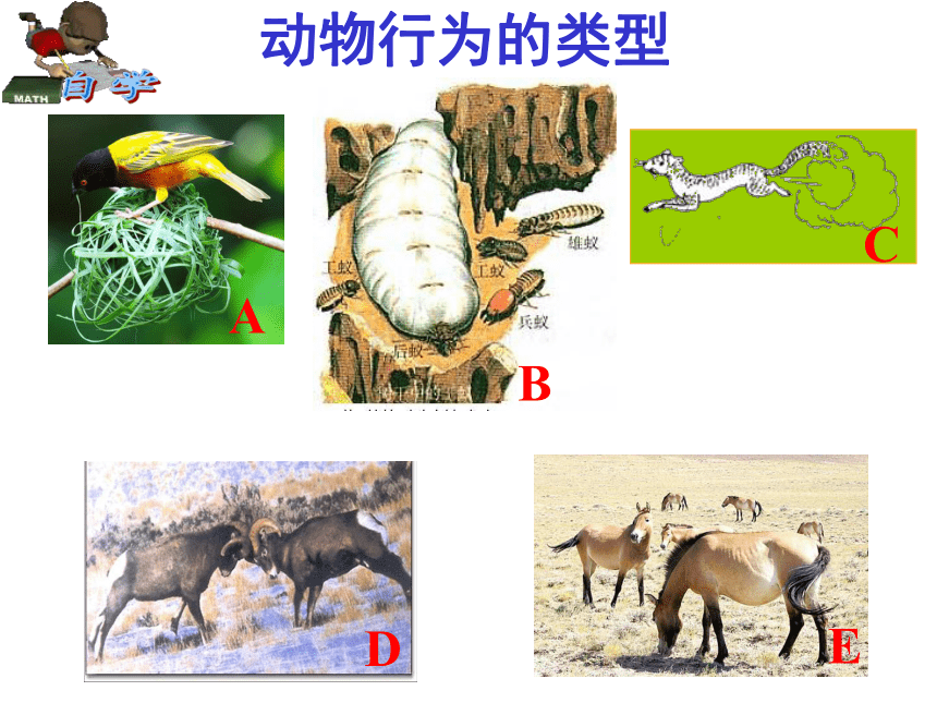 苏科版八上生物 17.2动物的行为  课件(共28张PPT)