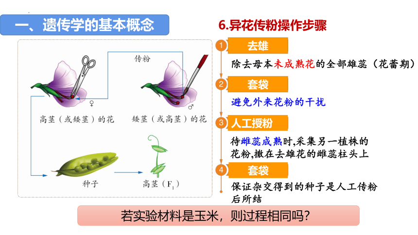 1.1孟德尔的豌豆杂交实验（一）课件-(共54张PPT)人教版（2019）必修2